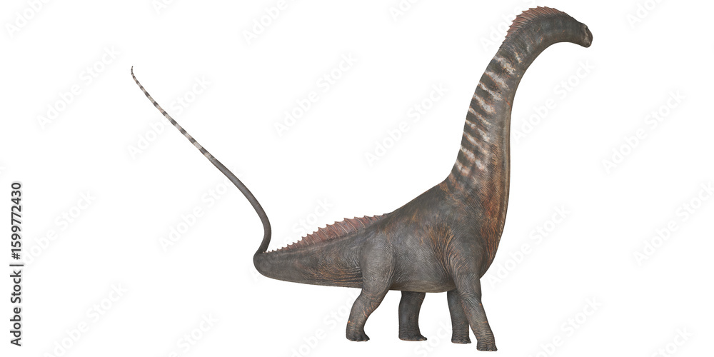 Fototapeta premium Majestic Brachiosaurus on white background