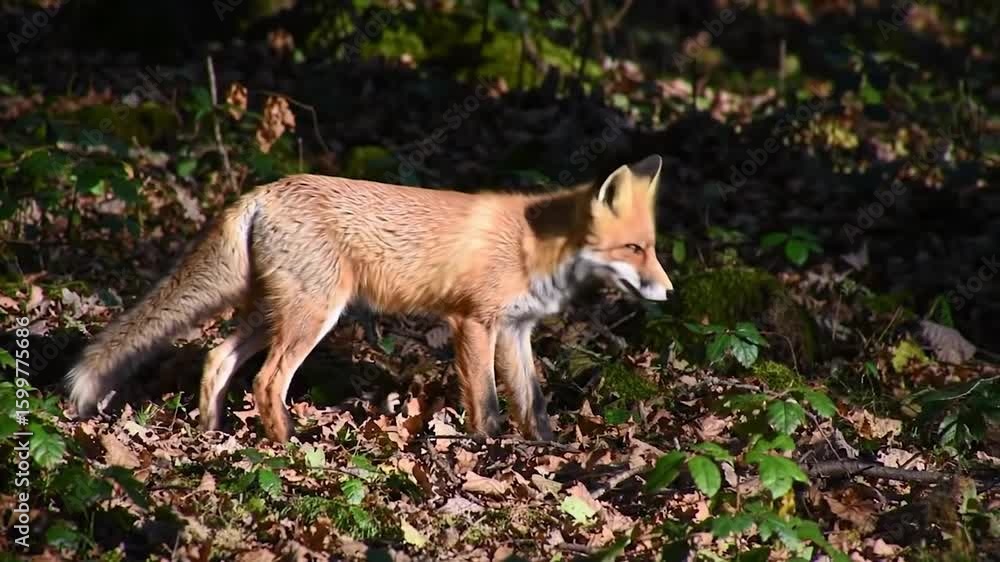 custom made wallpaper toronto digitalFox prowls through fallen leaves in a sun-dappled forest, its reddish-brown fur blending with the woodland environment