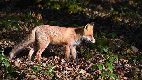 Wallpaper Mural Fox prowls through fallen leaves in a sun-dappled forest, its reddish-brown fur blending with the woodland environment Torontodigital.ca