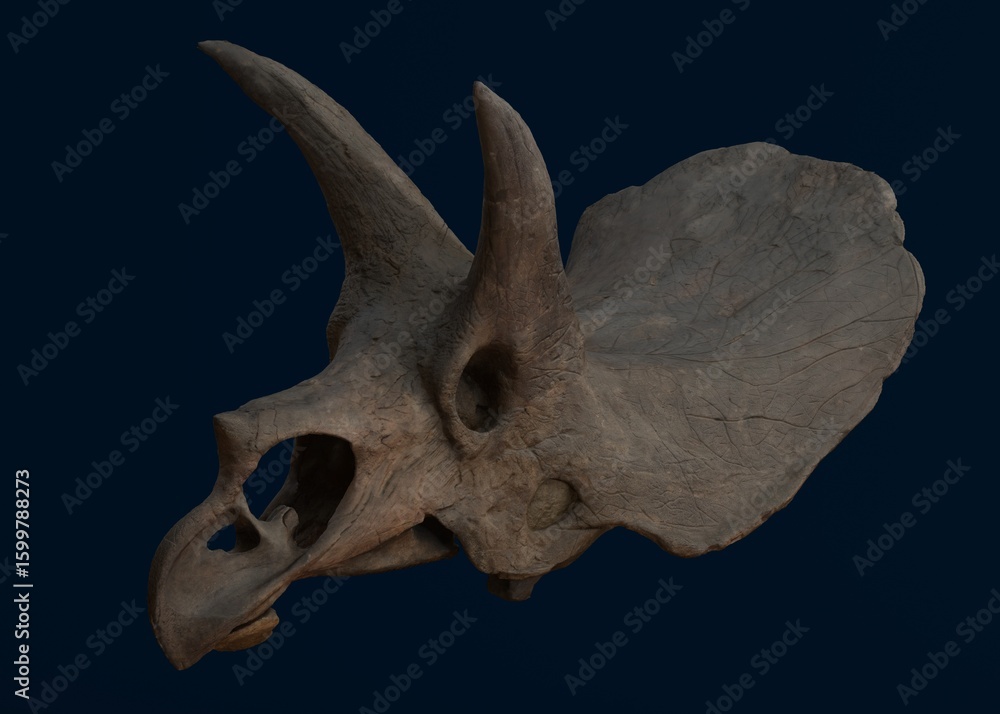 Obraz premium Detailed triceratops skull with prominent horns and frill on a dark background.