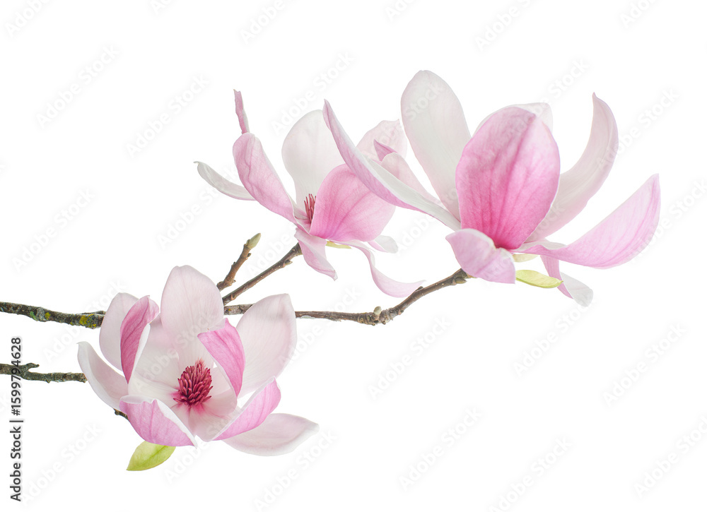 Purple magnolia flower, Magnolia felix isolated on white background, with clipping path Purple magnolia flower, Magnolia felix isolated on white background, with clipping path
