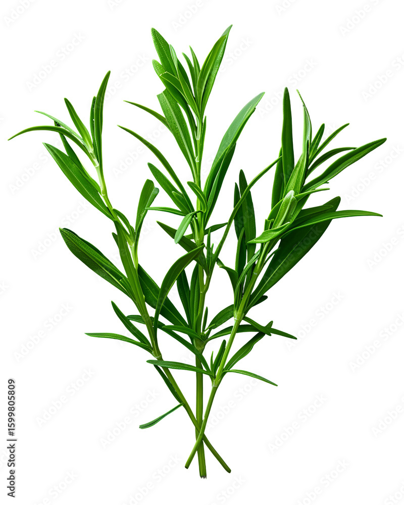 Fototapeta premium Fresh Rosemary Sprigs on Black Background