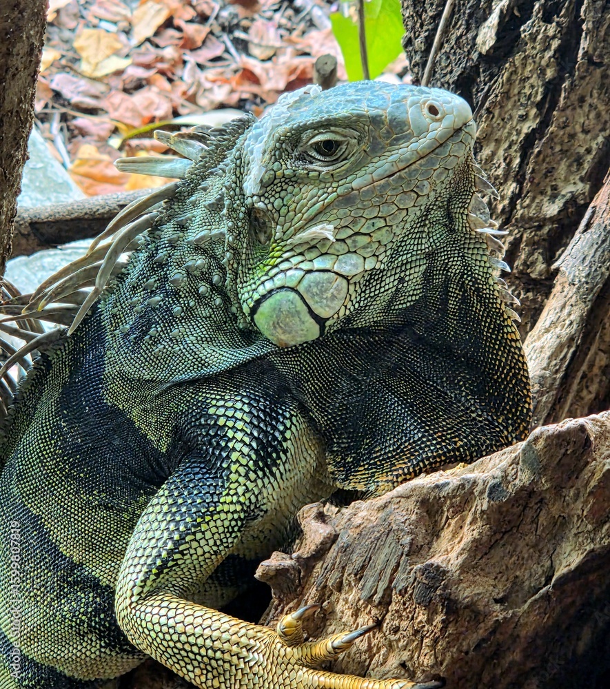 Fototapeta premium iguana on a tree