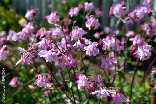 Wallpaper Mural Flowers Aquilegia vulgaris on the meadow Torontodigital.ca