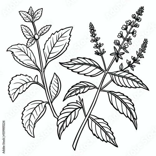 Black and white line art of herbal plants with leaves and flowers ayurvedic