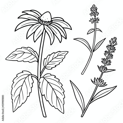Echinacea and lavender botanical line art herbal flower
