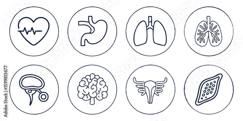 human organs line icon set vector pictograms