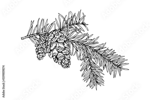 Christmas fir or spruce branch with pinecone monochrome vector illustration painted by black inks. Winter evergreen etching drawing for holiday cards, festive packaging, seasonal decor