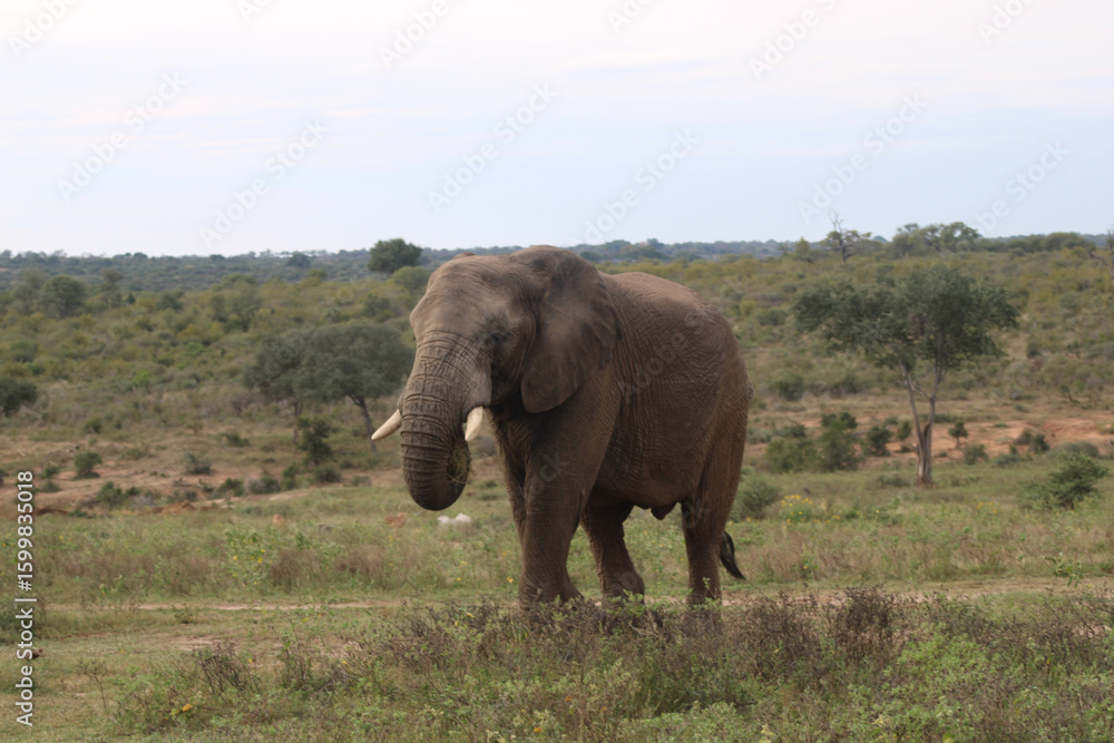 Obraz premium Elephant in the wild