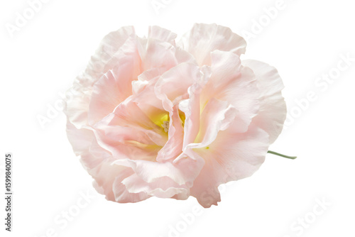 a single pink flower is shown against a white background