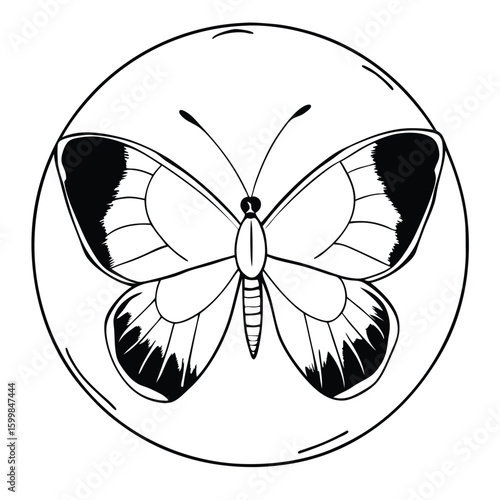 butterfly on isolate background 