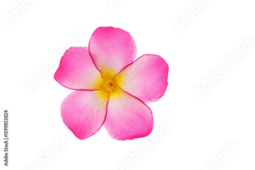 a pink flower with yellow center on a white background
