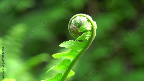 Fresh green fern frond unfurling in a spiral shape. A macro photograph symbolizing new beginnings and nature's growth.