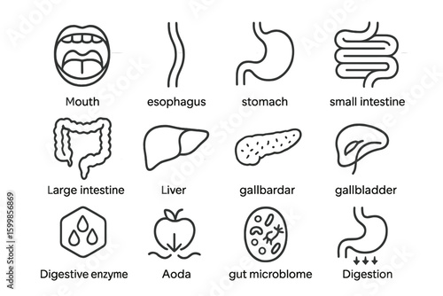 Digestive system icons highlighting gallbladder functionality