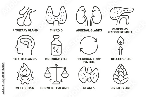 Diagrams of human endocrine glands and hormone functions on textured background