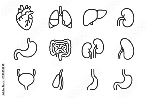 Outline icons of human organs on grayscale background