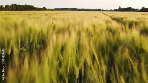 Dynamic shot of a lush green and golden wheat field swaying gracefully in the summer wind