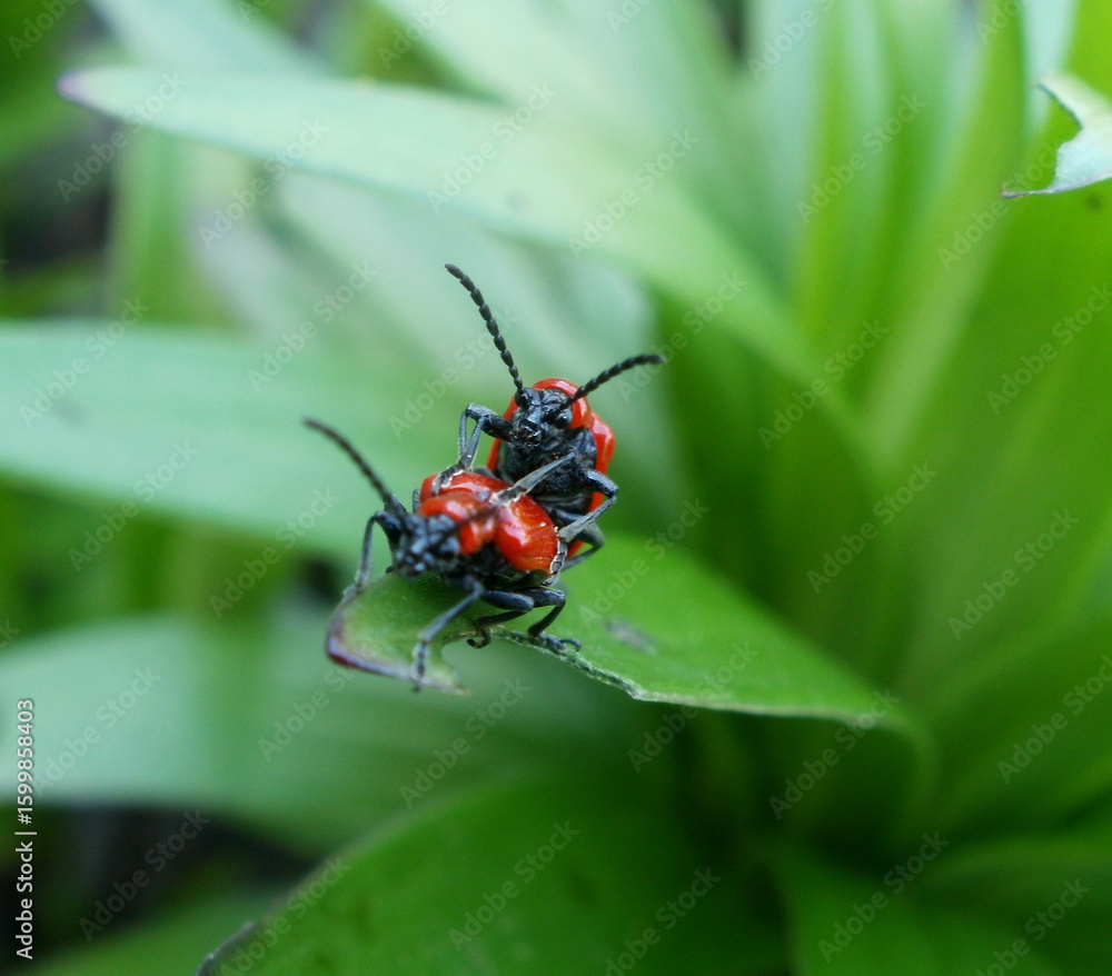 Naklejka premium Insects on a leaf