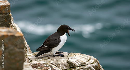 Razorbill Seabird Perched on Rocky Cliff