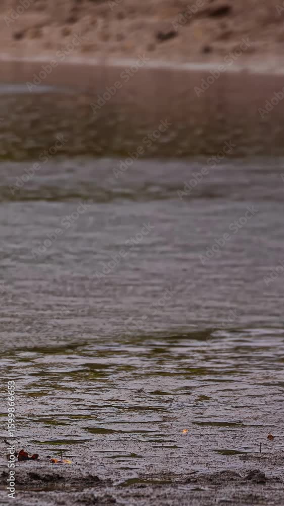 Timelapse of pond draining and drying in hot weather leaving cracked land and puddles, vertical aerial establishing Timelapse of pond draining and drying in hot weather leaving cracked land and puddles, vertical aerial establishing