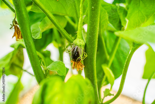 Young eggplant growing on a plantation in a greenhouse, close-up