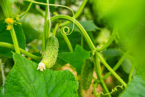 Young cucumber growing on a plantation in a greenhouse, close-up