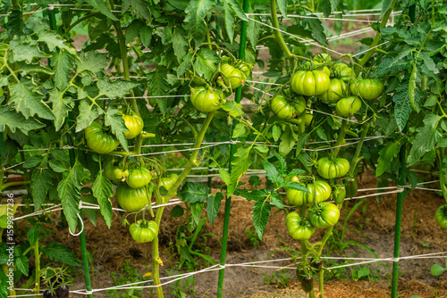 Green tomatoes hanging on the vegetable garden bed, close-up. A fruitful harvest of tomatoes