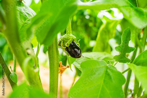Young eggplant growing on a plantation in a greenhouse, close-up