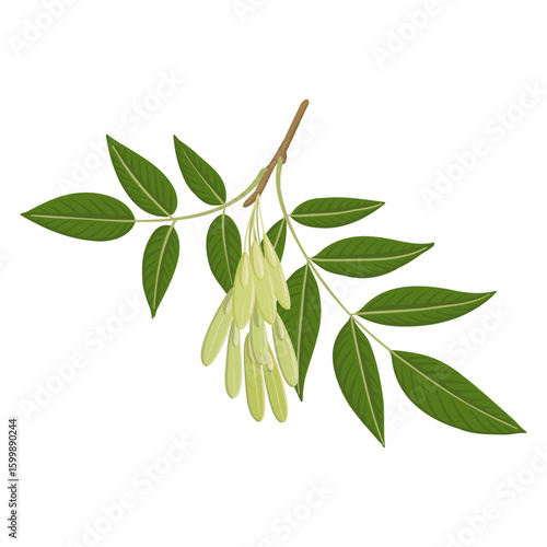 vector drawing branch of ash tree with green leaves and seeds , isolated at white background, hand drawn illustration