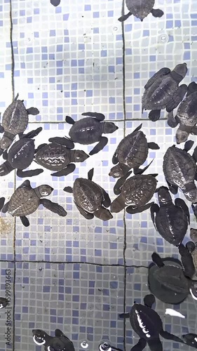 Group of baby sea turtles in a breeding pond. Chelonioidea, Turtle Conservation,Sanur Bali,Indonesia