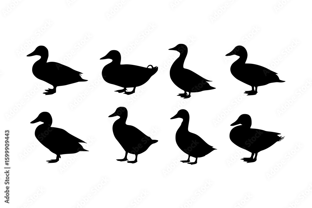 Obraz premium Eight Duck Silhouettes: A set of simple, black and white vector illustrations showcasing various duck poses, ideal for design projects.