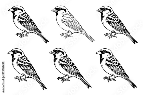 Sparrow Collection: Six detailed line art illustrations of sparrows, showcasing variations in plumage and posture against a white background.