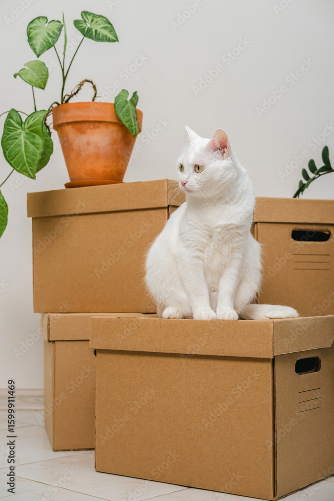Fototapeta premium Cute white cat sitting on a box among moving boxes in new home. Relocation. The concept of moving. Packing things in boxes. Moving to a new apartment with a pet