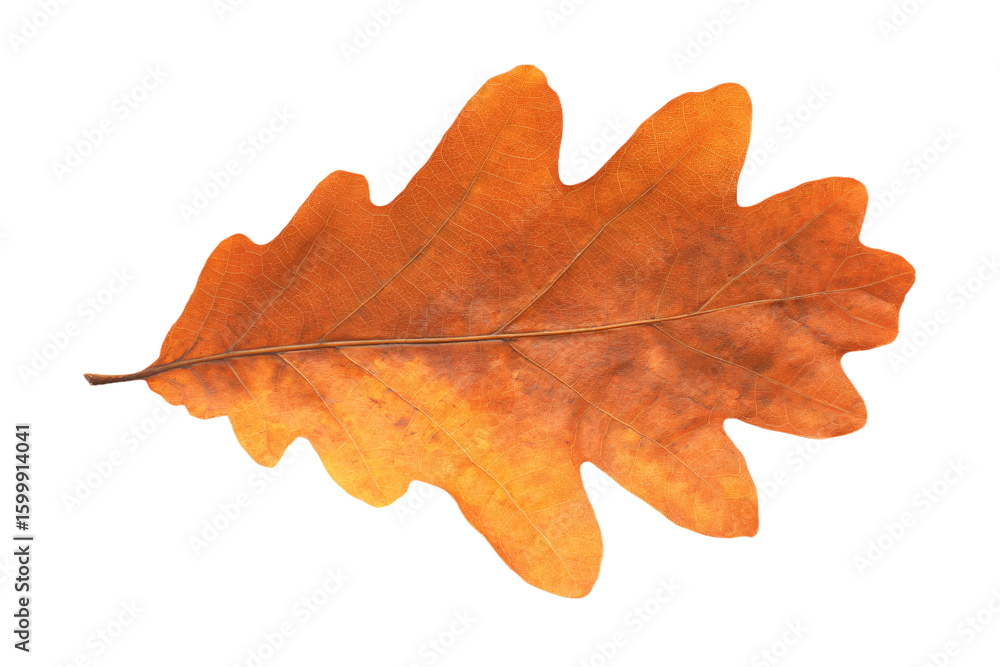 Fototapeta premium a single leaf on a white background