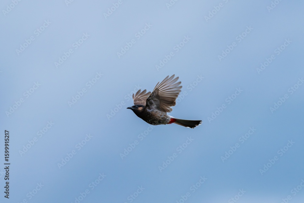 Fototapeta premium Bird in flight against clear blue sky.
