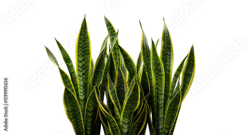 Vibrant green snake plant leaves illuminated against a stark black background
