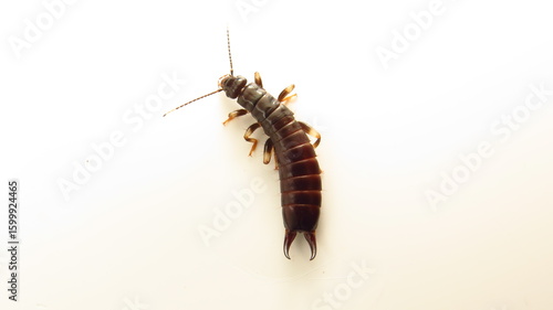 Detailed close-up of a European earwig showcasing its distinct body and pincers against a white background