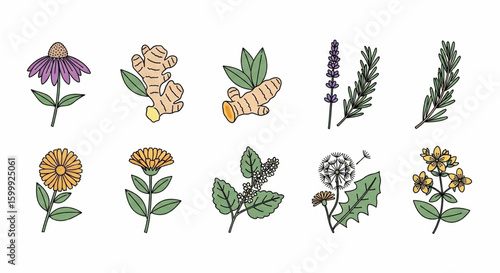 Medicinal Herbs Line Icon Set – Vector Echinacea, Ginger, Turmeric, Lavender, Rosemary, and Botanical Symbols
