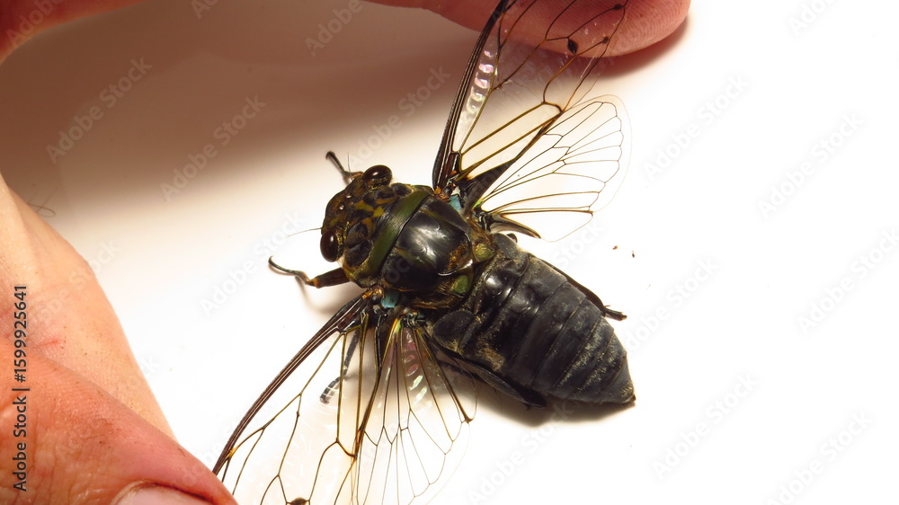 Obraz premium Large cicada being carefully held with fingers against a plain background in a close-up view highlighting its intricate features