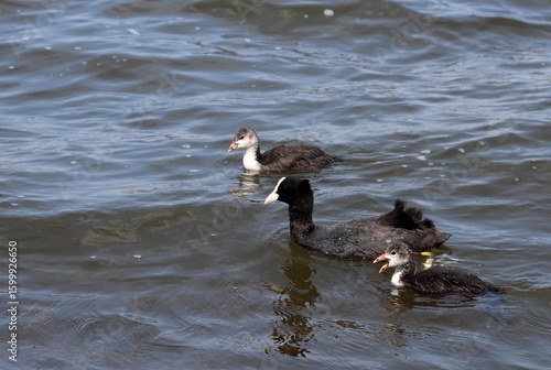 Eurasian coot (common coot, Australian coot, Lat. Fulica atra) of Rallidae family swimming with its chicks. Parent and juvenile aquatic birds. Black red-eyed adult waterbird and two youngs