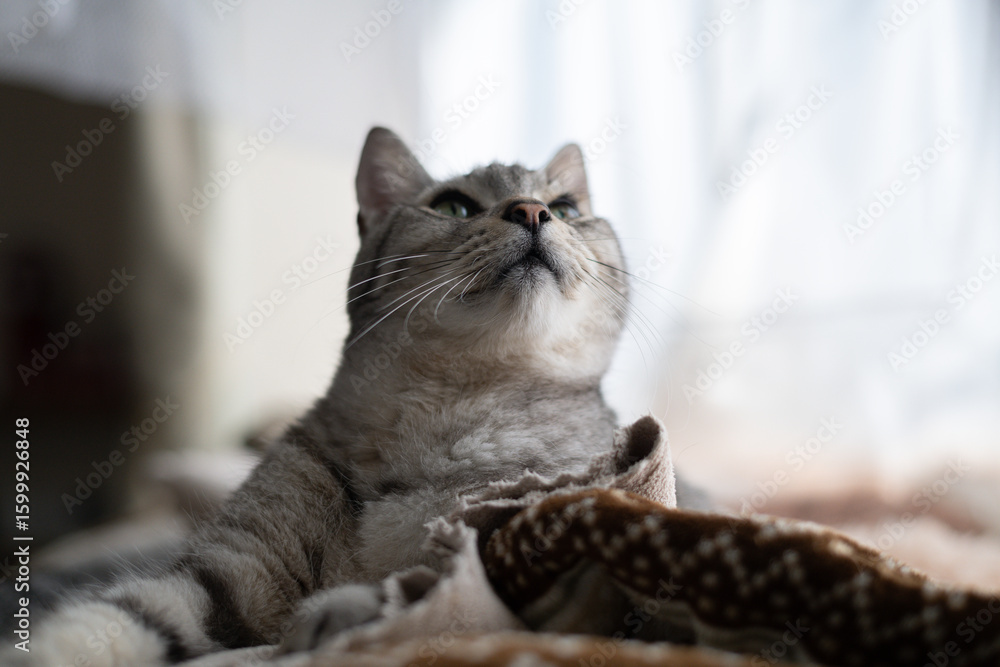Fototapeta premium 見つめる可愛い猫 サバトラ猫 