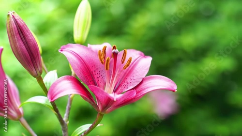 Beautiful Pink Lily Flower Blooming Timelapse in a Garden