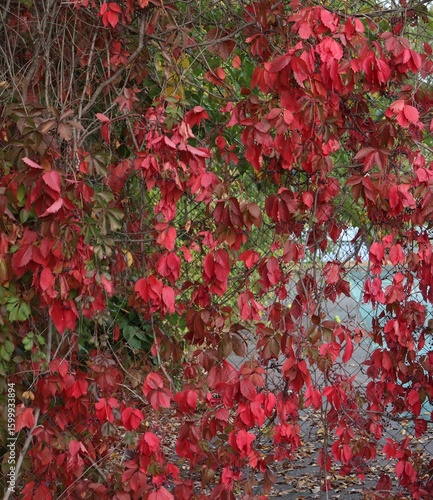 Red leaves and dark blue berries of a creeper plant five-leaved ivy (Parthenocissus quinquefolia), covering a metal fence.