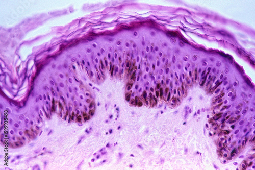 Human skin. Melanin