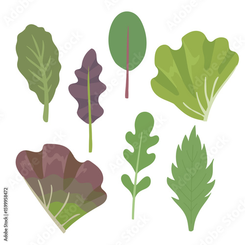 サニーレタス・グリーンリーフ・ベビーリーフの葉物野菜素材