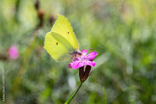 Male brimstone butterfly (Gonepteryx rhamni) feeds on a Carthusian pink (Dianthus carthusianorum).