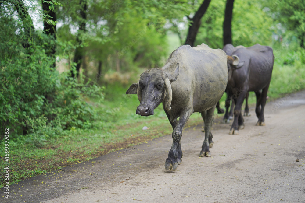 Naklejka premium buffaloes walking on road,domestic buffaloes rural India,buffaloes returning home,muddy buffalo on village road,rural buffalo herd movement stock photo.