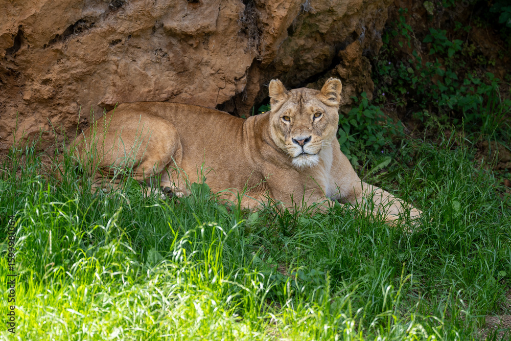 Obraz premium lion and lioness