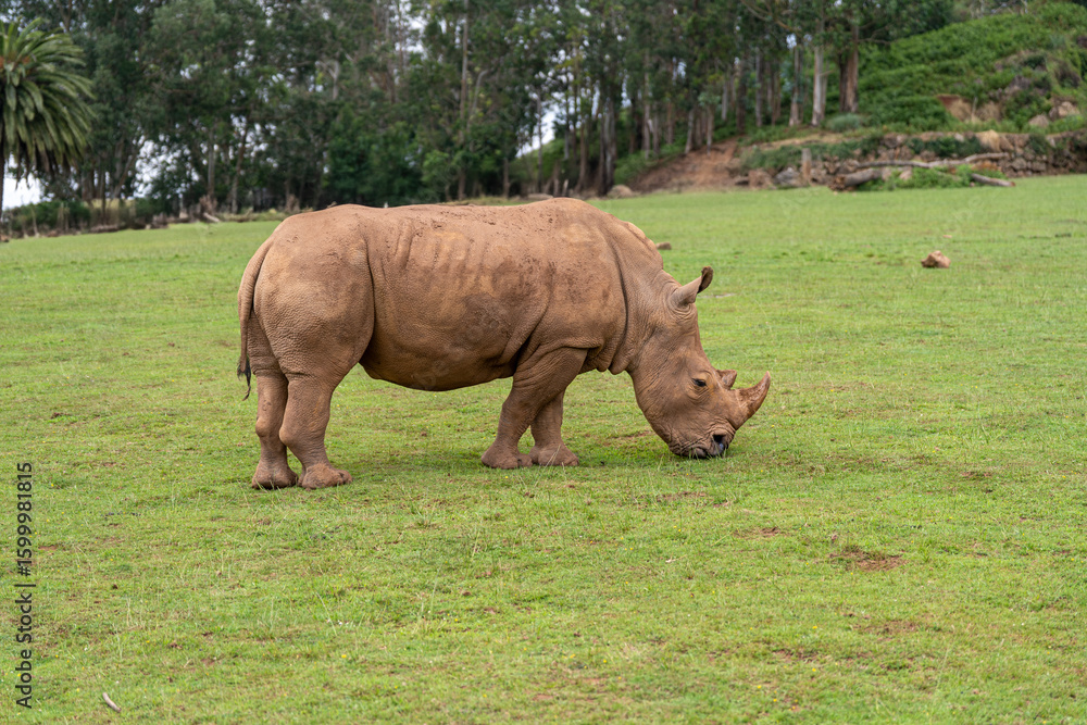 Fototapeta premium rhino in the grass