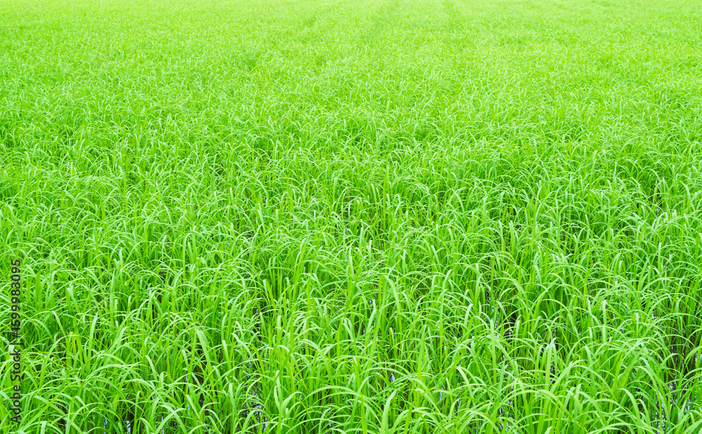 Obraz premium Rice field background, jasmine rice organic agriculture farm raw food ingredient traditional asian, green grass landscape environment zero carbon energy eco backdrop.